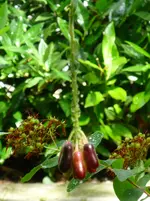 Fuchsienfrüchte.webp