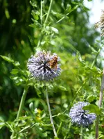 Kugeldistel mit Hornisse.webp
