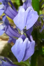 Lobelienblüte.webp