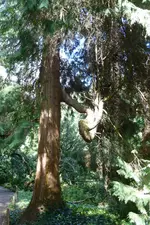 Mammutbaum.webp