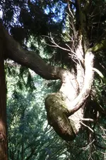 Mammutbaumast.webp