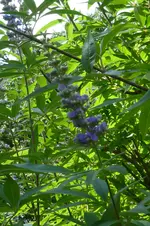 Mönchspfefferblüte.webp