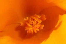 Schlafmützcheninneres.webp