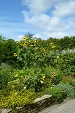 Sonnenblumen.webp
