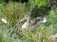 Stockente.webp