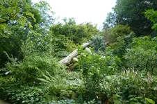 Sturmschäden1.webp