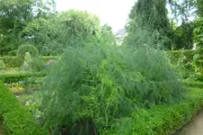 über den Bauerngarten.webp