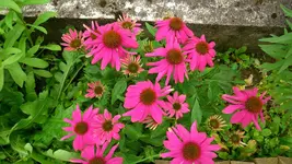 Queerbeet Juli 2014 007.webp