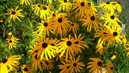 Rehe und Garten 019.webp