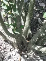 001.webp