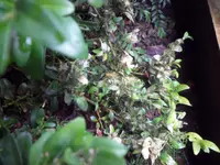 SAM_5218.webp
