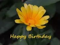 Happy Birthday.webp