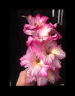 IMG_7578 Rahmen sw -Gladiole rose-gelb.webp