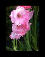 IMG_7578 Rahmen sw -Gladiole rose.webp
