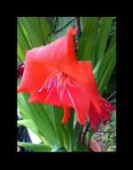 IMG_7578 Rahmen sw -Gladiole rot.webp