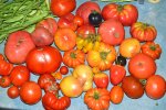 DSC_0310_Tomatenernte.jpg