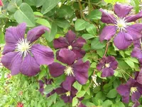 272.webp