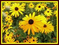034.webp