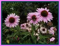 009.webp