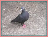118.webp
