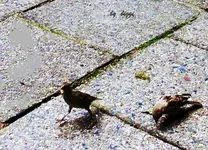 Div. Fotos neu 01111.webp