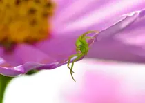 spinnchen2.webp