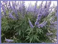 145.webp