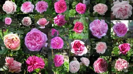 rosengarten 2014Neuer Ordner15.webp