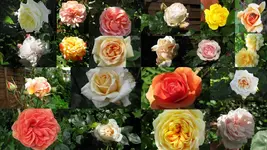 rosengarten 2014Neuer Ordner16.webp