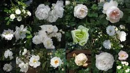 rosengarten 2014Neuer Ordner17.webp