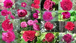 rosengarten 2014Neuer Ordner18.webp