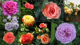 rosengarten 2014Neuer Ordner20.webp