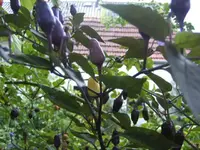 BILD3344.webp