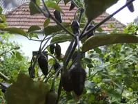 BILD3346.webp
