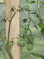 Cherrytomate_fruchtansatz_trockenheit_hitze_2013.webp