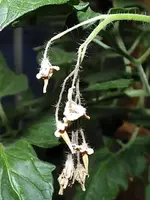 tomate_vertrocknetes_rispenende_2014.webp