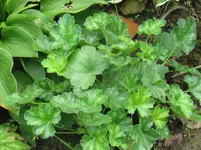 pluie de fleur_1067x800.webp