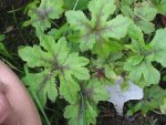 tiarella iron butterfly_1067x800.JPG