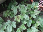 tiarella tiramisu_1067x800.JPG