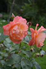DSC_2276.webp