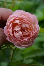 DSC_2277.webp
