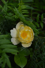 DSC_2284.webp