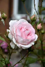 DSC_2288.webp