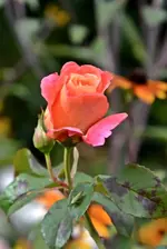 DSC_2289.webp