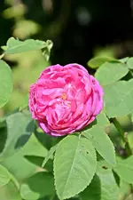 DSC_2291.webp