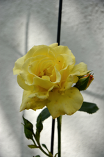 DSC_2295.webp