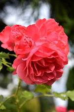 DSC_2297.webp