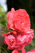 DSC_2298.webp