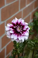 DSC_2281.webp