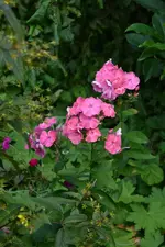 DSC_2285.webp